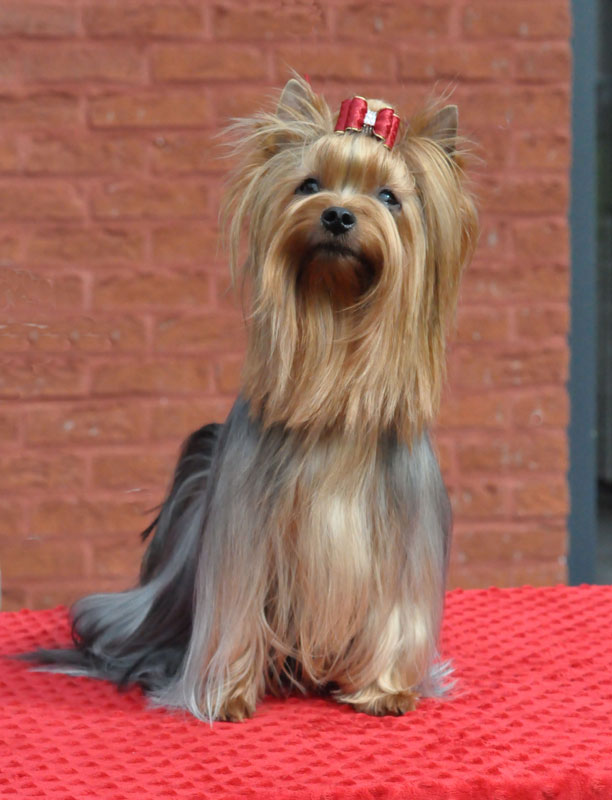 Radas Victory Broadway Star