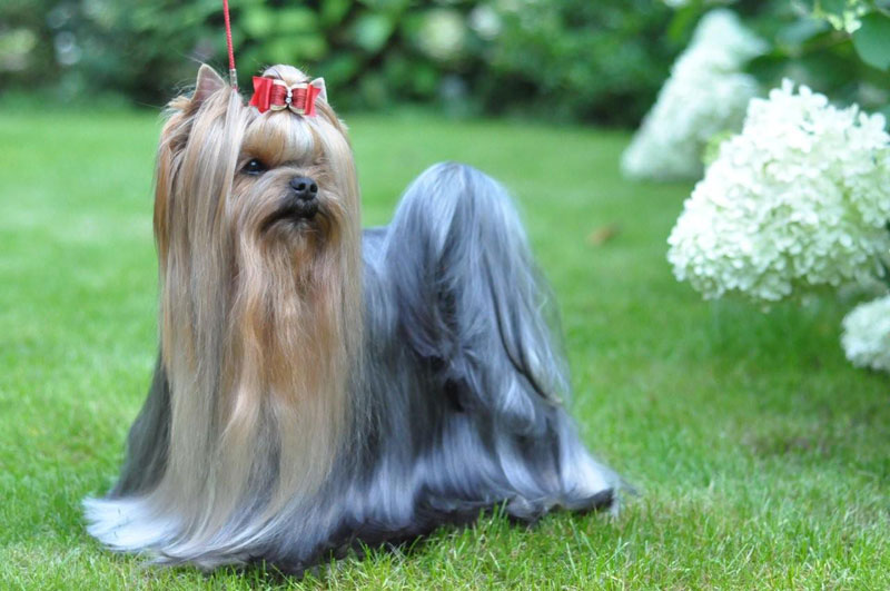 Radas Victory Excalibur