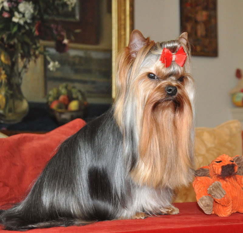 Radas Victory One And Only