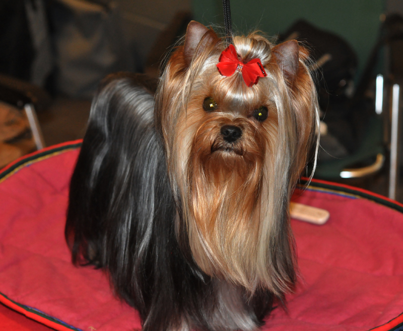 Radas Victory Quite A Catch